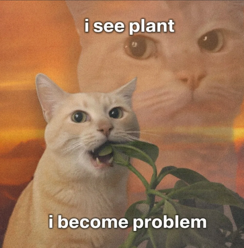 i see plant i become problem