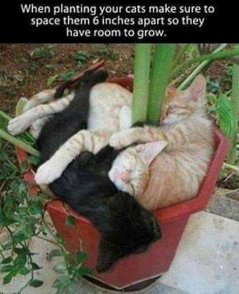When planting your cats make sure to space them 6 inches apart so they have room to grow.