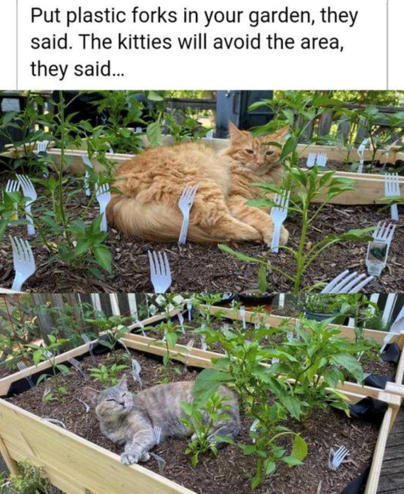 Put plastic forks in your garden, they said. The kitties will avoid the area, they said...