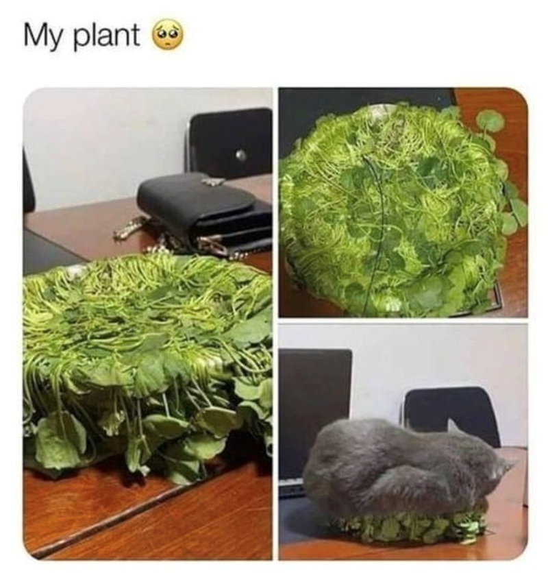 My plant