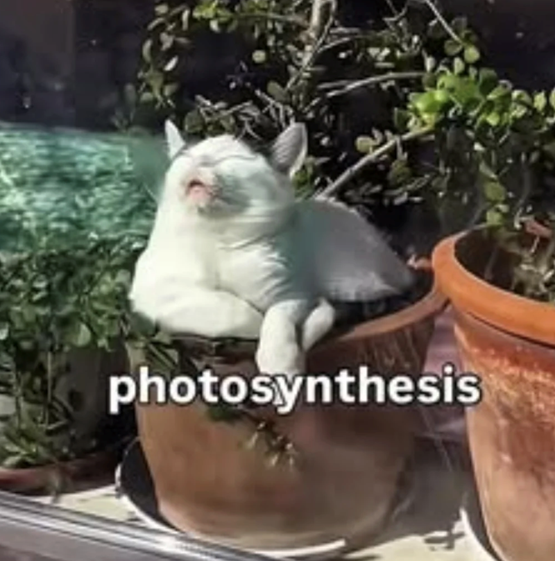 photosynthesis