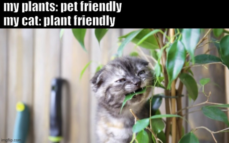 my plants: pet friendly my cat: plant friendly imgflip.com