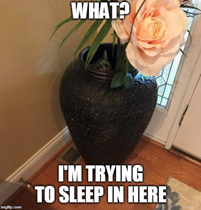 WHAT? imgflip.com I'M TRYING TO SLEEP IN HERE
