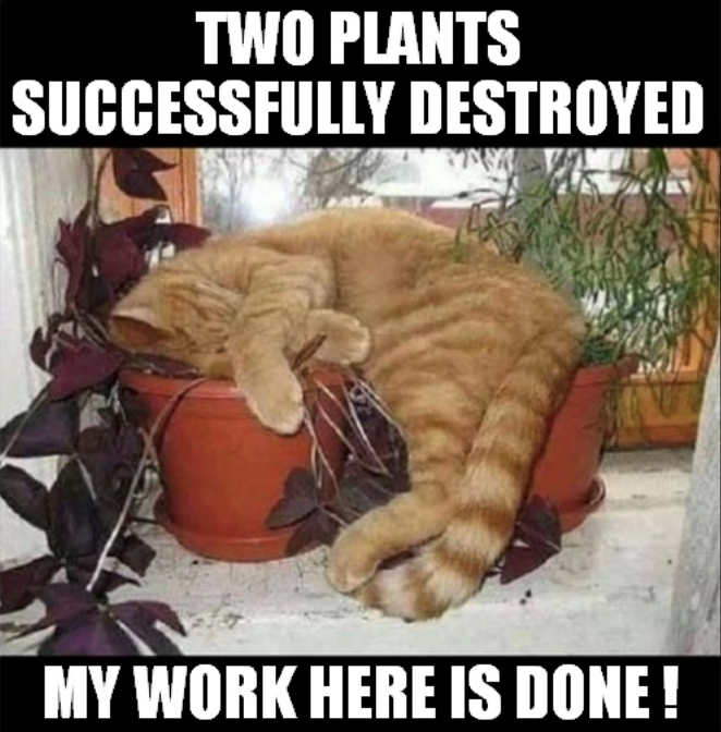 TWO PLANTS SUCCESSFULLY DESTROYED MY WORK HERE IS DONE!
