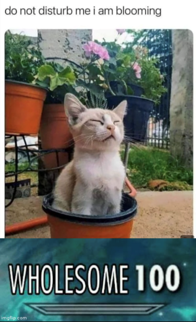 do not disturb me i am blooming WHOLESOME 100 imgflip.com