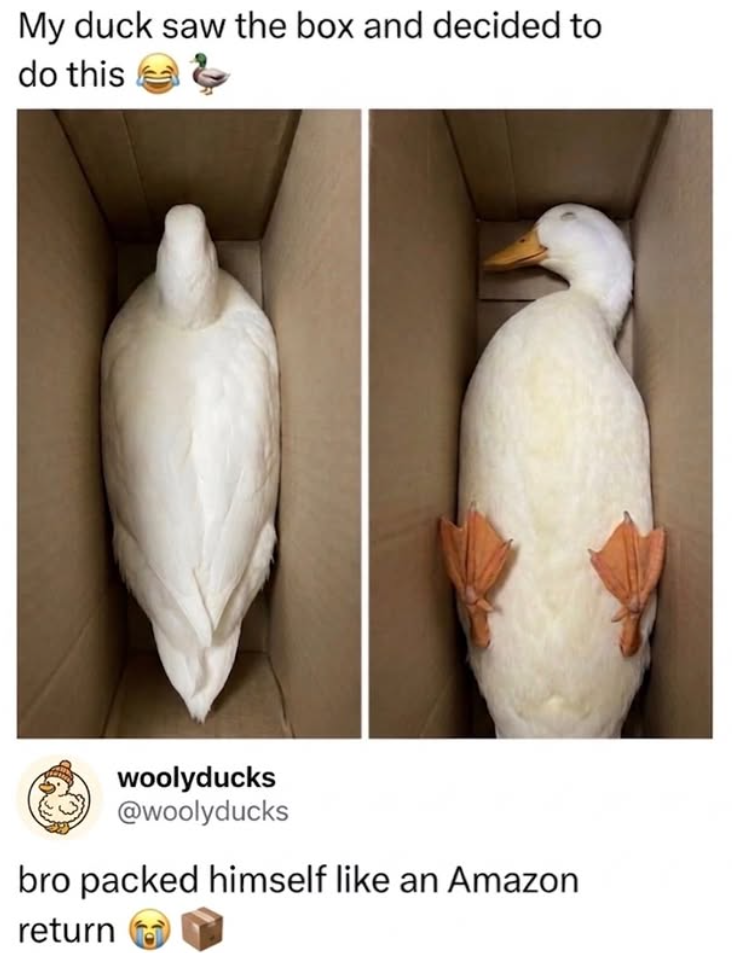 My duck saw the box and decided to do this woolyducks @woolyducks bro packed himself like an Amazon return