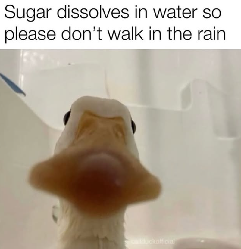 Sugar dissolves in water so please don't walk in the rain callduckofficial