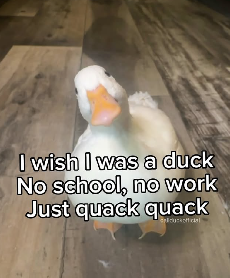 I wish I was a duck No school, no work Just quack quack callduckofficial