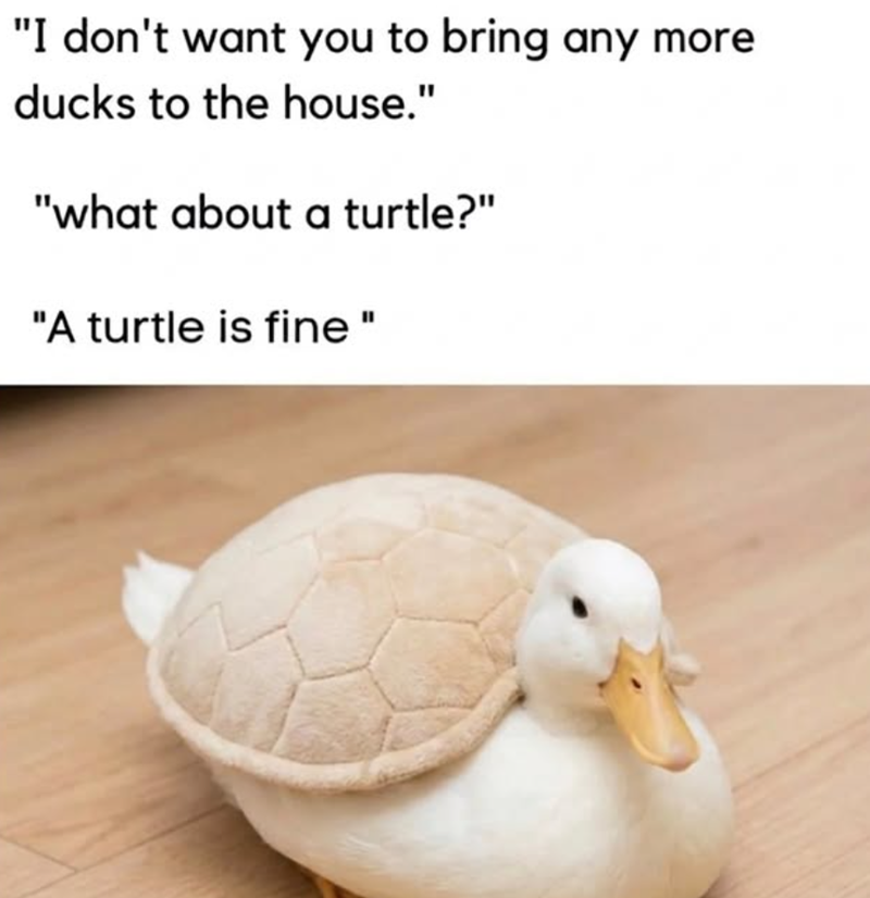 "I don't want you to bring any more ducks to the house." "what about a turtle?" "A turtle is fine"