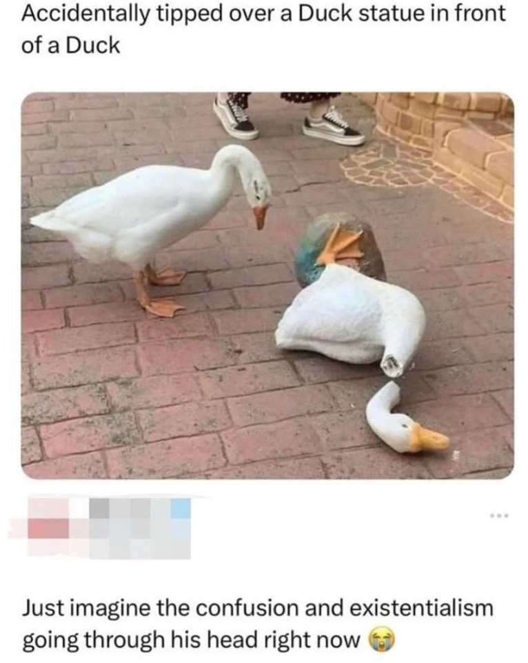 Accidentally tipped over a Duck statue in front of a Duck Just imagine the confusion and existentialism going through his head right now