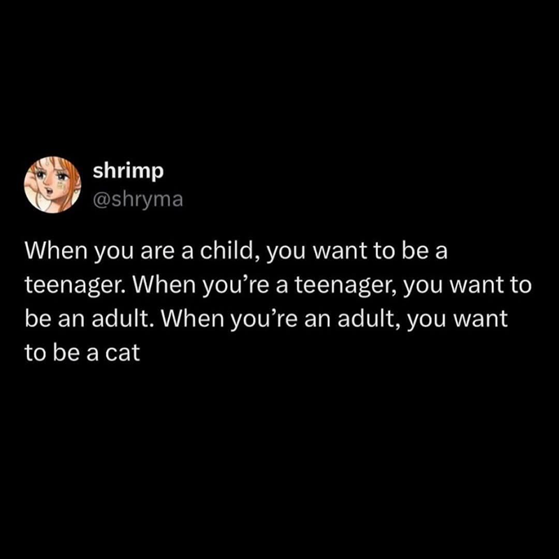 shrimp @shryma When you are a child, you want to be a teenager. When you're a teenager, you want to be an adult. When you're an adult, you want to be a cat