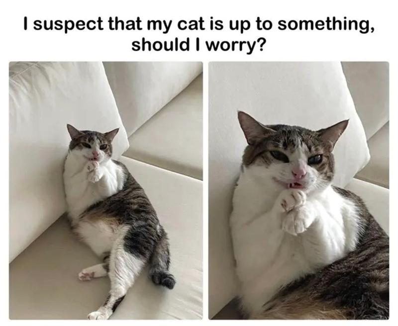 I suspect that my cat is up to something, should I worry?