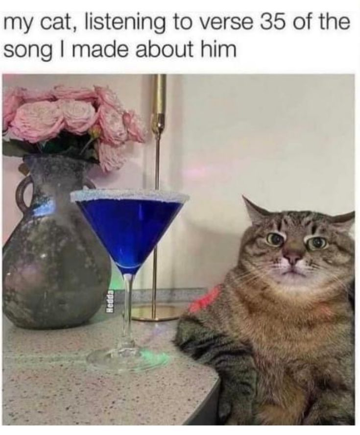 my cat, listening to verse 35 of the song I made about him Геррон