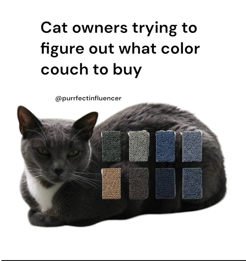 Cat owners trying to figure out what color couch to buy @purrfectinfluencer