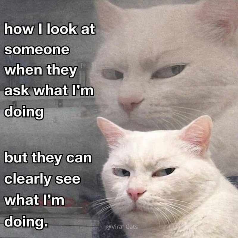 how I look at someone when they ask what I'm doing but they can clearly see what I'm doing. @Viral Cats