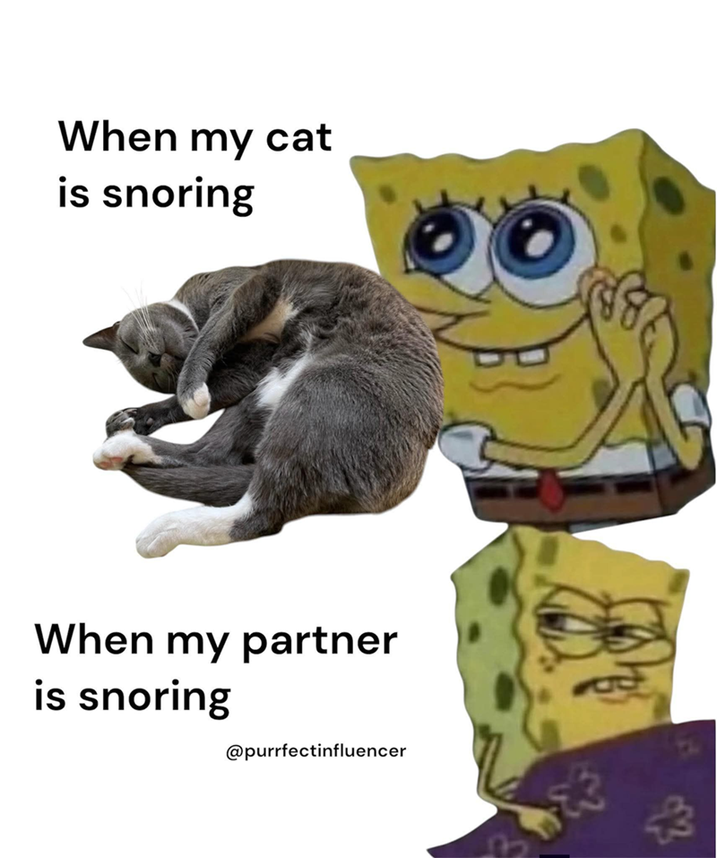 When my cat is snoring When my partner is snoring @purrfectinfluencer