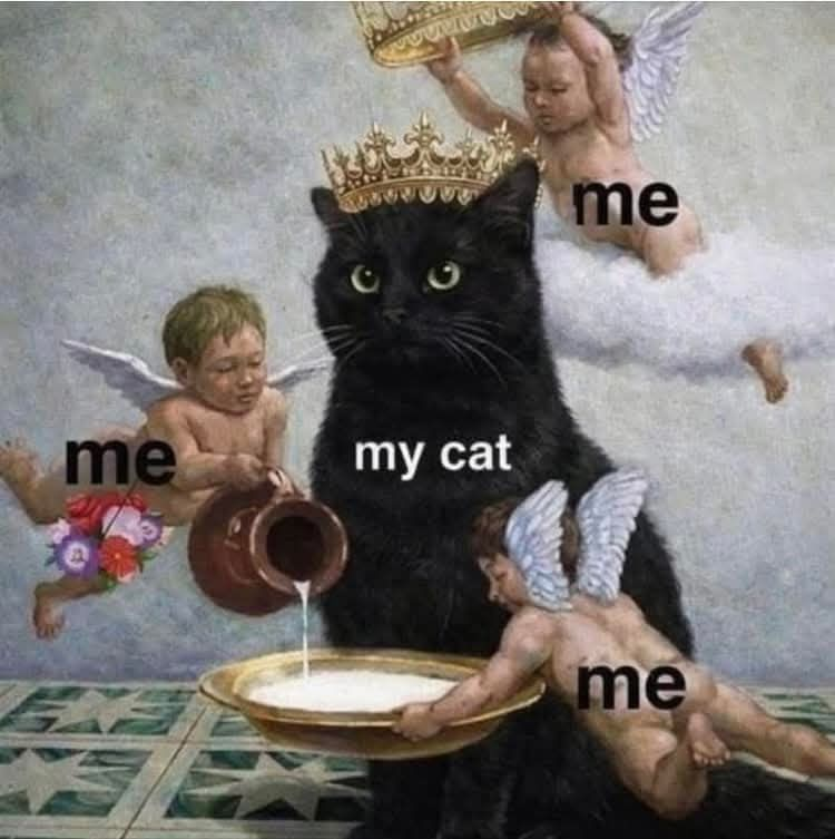 me my cat EXS me me