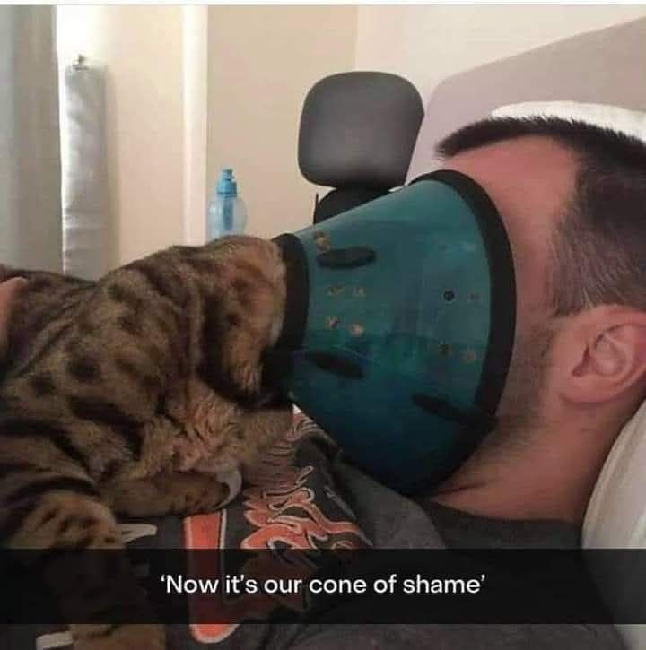 'Now it's our cone of shame'