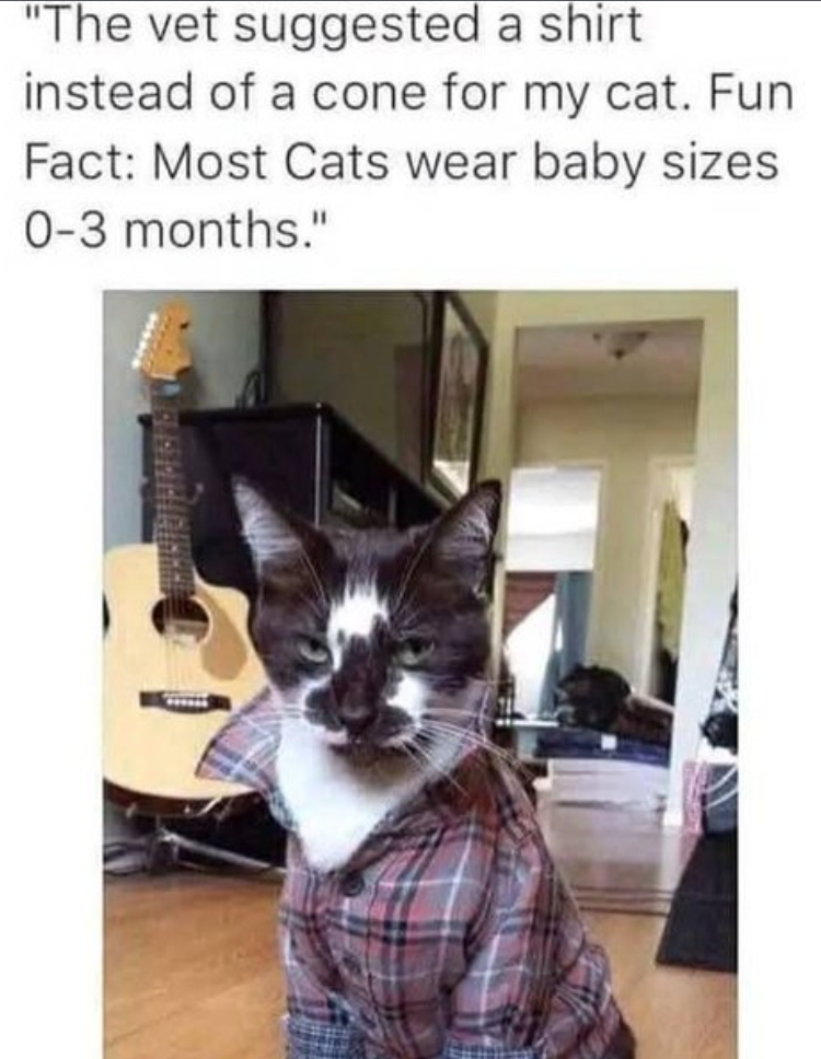 "The vet suggested a shirt instead of a cone for my cat. Fun Fact: Most Cats wear baby sizes 0-3 months."