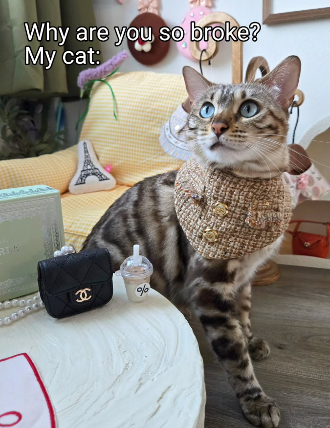 REE Why are you so broke? My cat: eC %