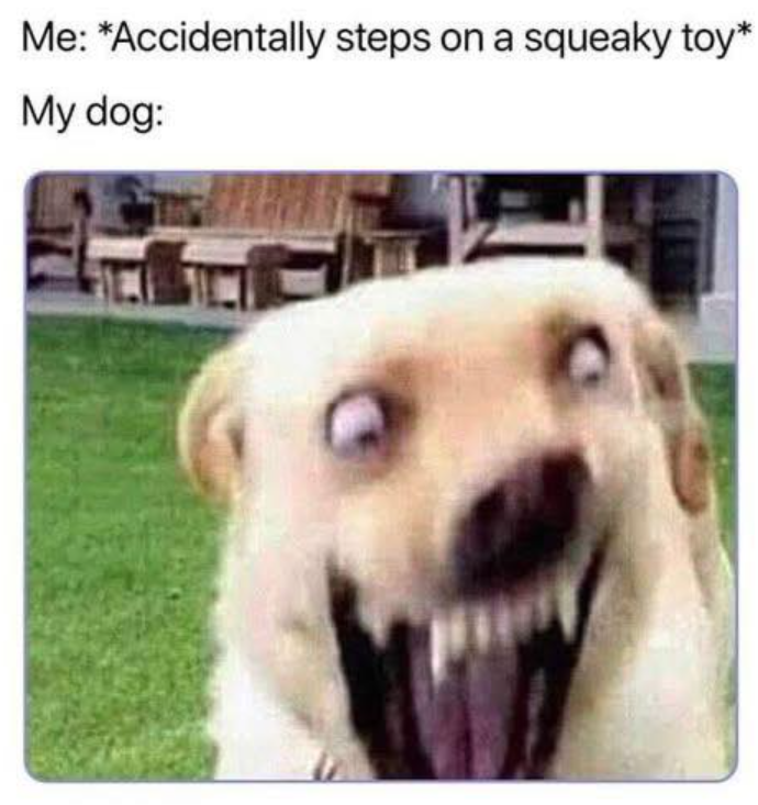 Me: *Accidentally steps on a squeaky toy* My dog: