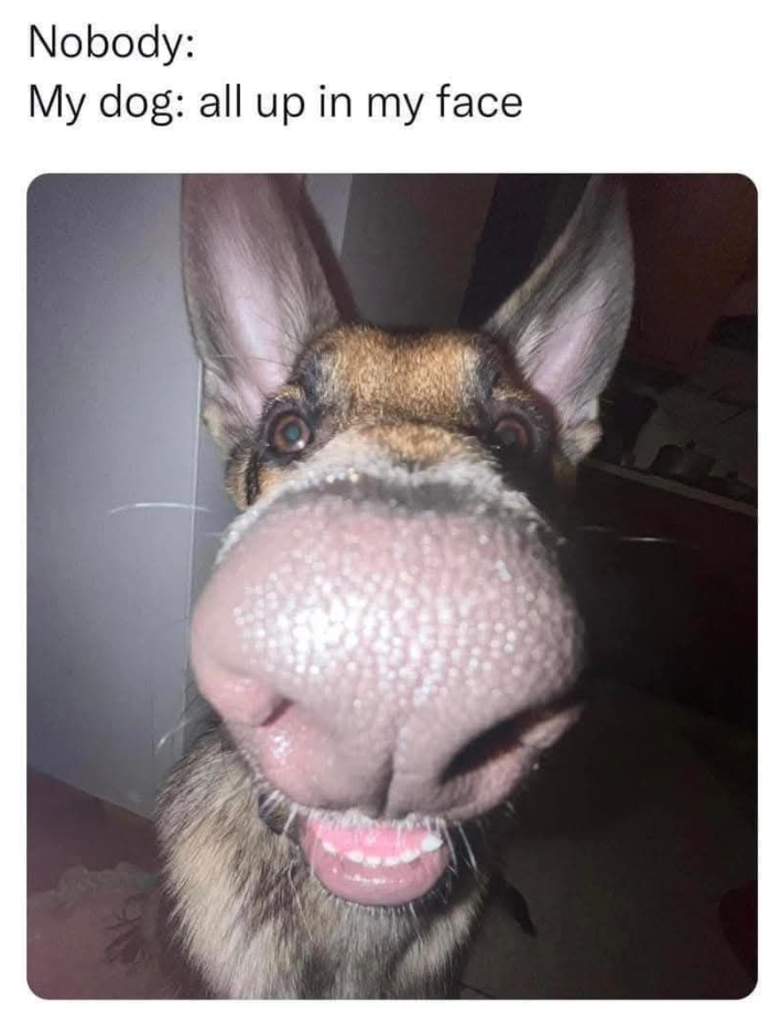 Nobody: My dog: all up in my face