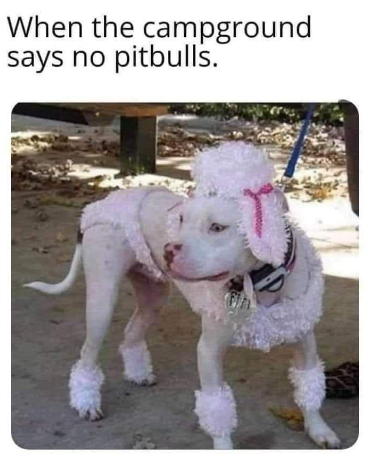 When the campground says no pitbulls.