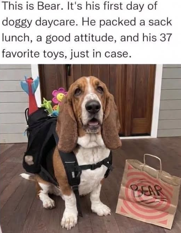 This is Bear. It's his first day of doggy daycare. He packed a sack lunch, a good attitude, and his 37 favorite toys, just in case. PEAR