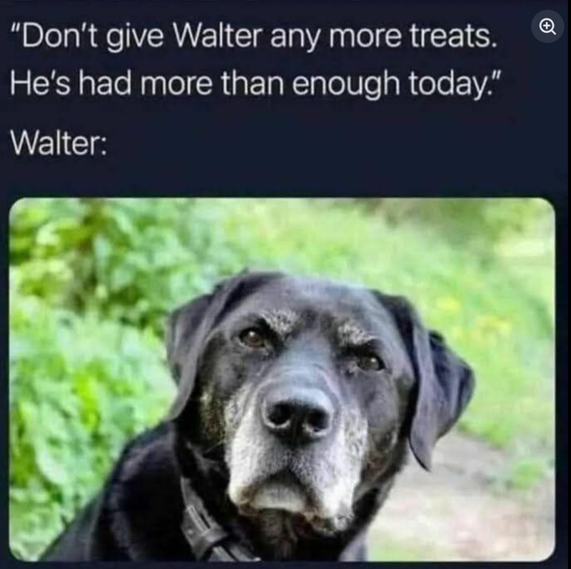 "Don't give Walter any more treats. He's had more than enough today." Walter: