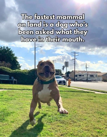 The fastest mammal on land is a dog who's been asked what they have in their mouth.