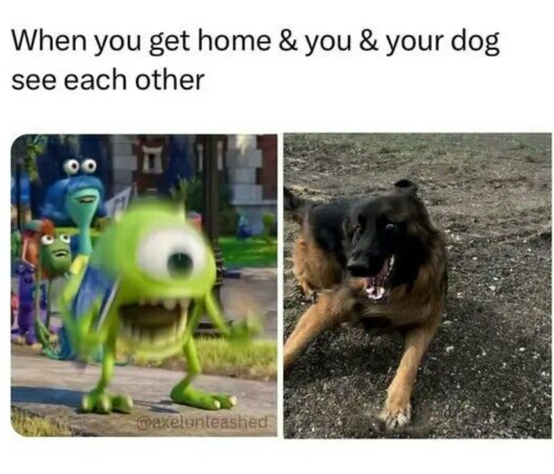 When you get home & you & your dog see each other @axelunleashed