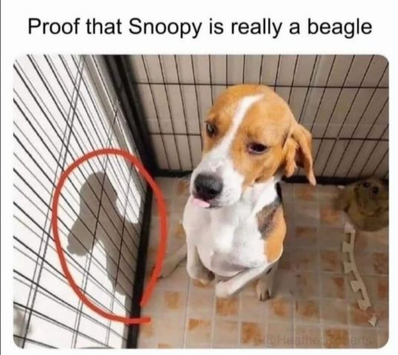 Proof that Snoopy is really a beagle @Heathe Roberts