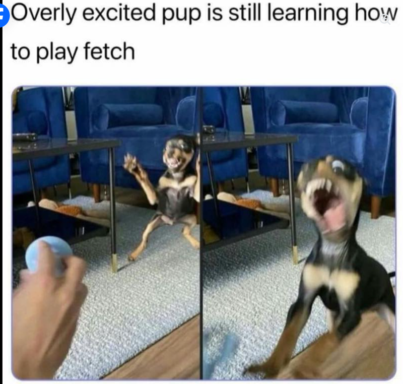 Overly excited pup is still learning how to play fetch