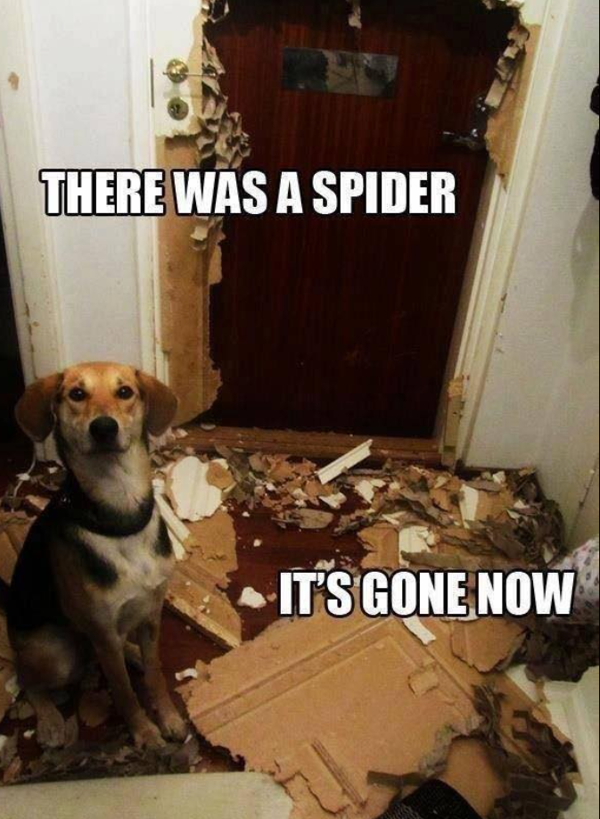 THERE WAS A SPIDER IT'S GONE NOW