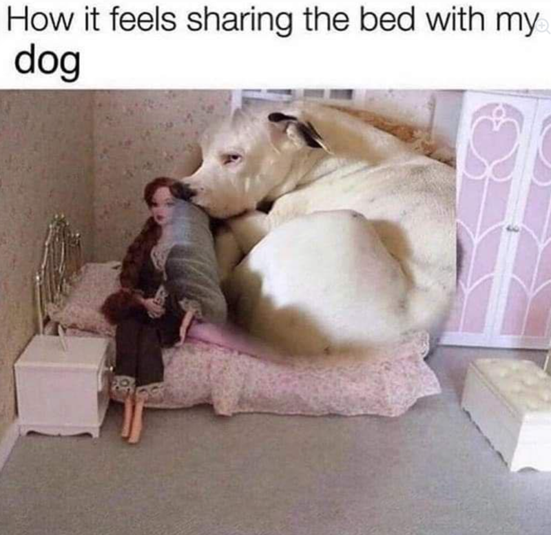 How it feels sharing the bed with my dog