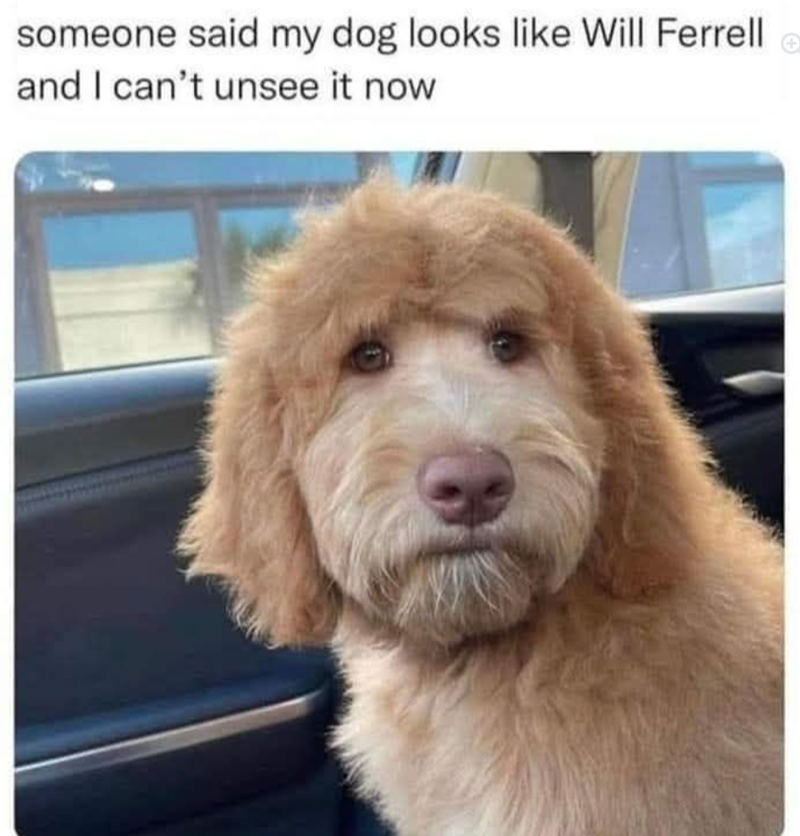 someone said my dog looks like Will Ferrell and I can't unsee it now
