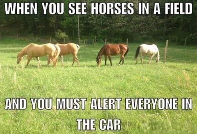 WHEN YOU SEE HORSES IN A FIELD AND YOU MUST ALERT EVERYONE IN THE CAR