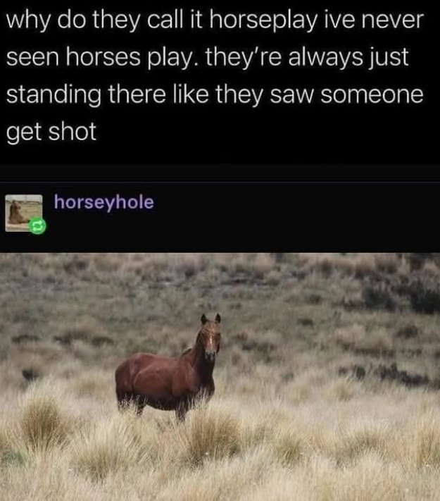 why do they call it horseplay ive never seen horses play. they're always just standing there like they saw someone get shot horseyhole