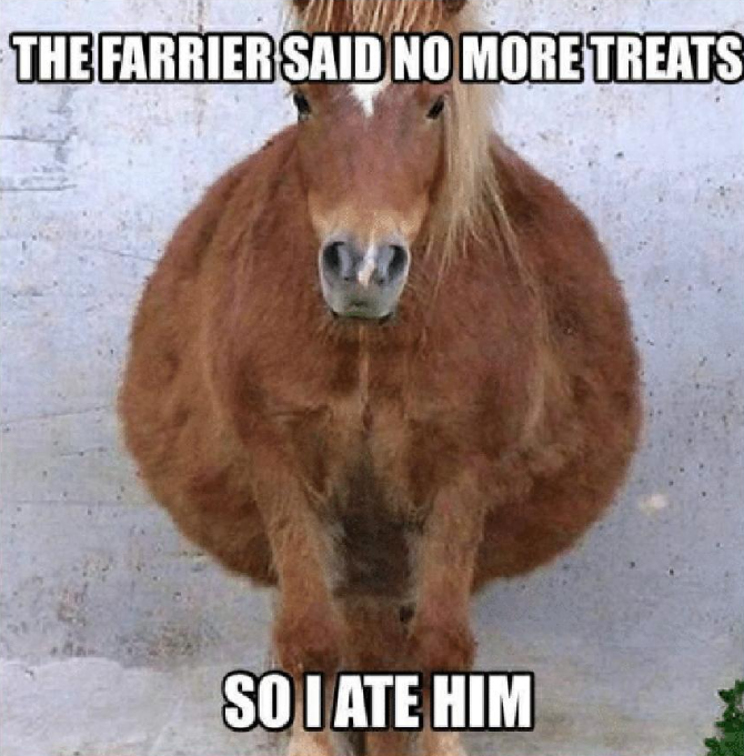 THE FARRIER SAID NO MORE TREATS SO I ATE HIM