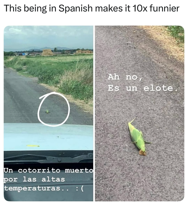 This being in Spanish makes it 10x funnier Un cotorrito muerto por las altas temperaturas.. :( Ah no, Es un elote