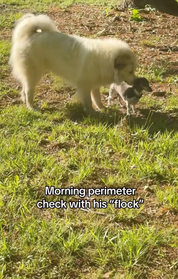 Morning perimeter check with his "flock"