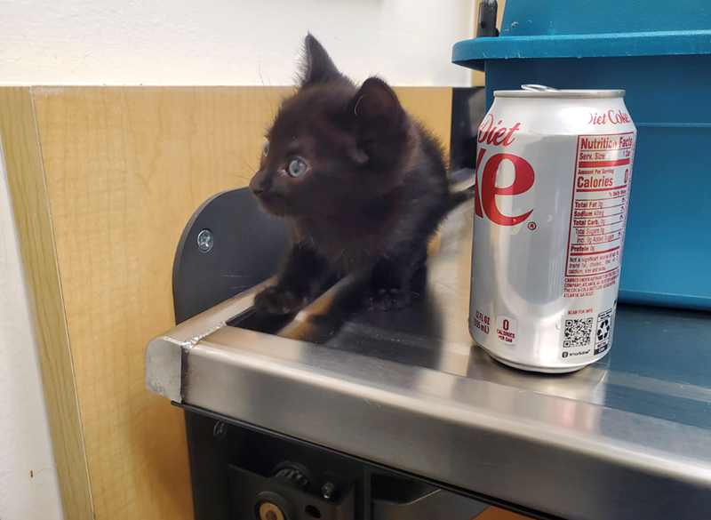 Diet e Diet Coke Nutrition Facts Serv. Size Ament Per Serving Calories Total Fat Sodlum 40mg Total Carb. O Total Sugars Dy Incl Og Added S Protein svates Not a significat 21 trans ta cholest calcium, iron and THE COCA-COLA BOTTLES ATLANTA GAM SCAN FOR FLOZ PERCAR mortie