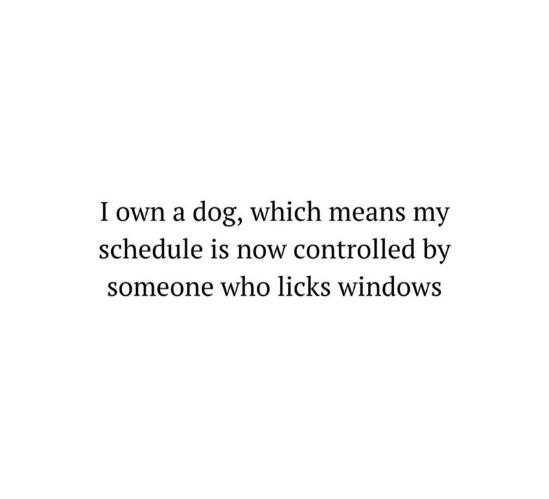 I own a dog, which means my schedule is now controlled by someone who licks windows