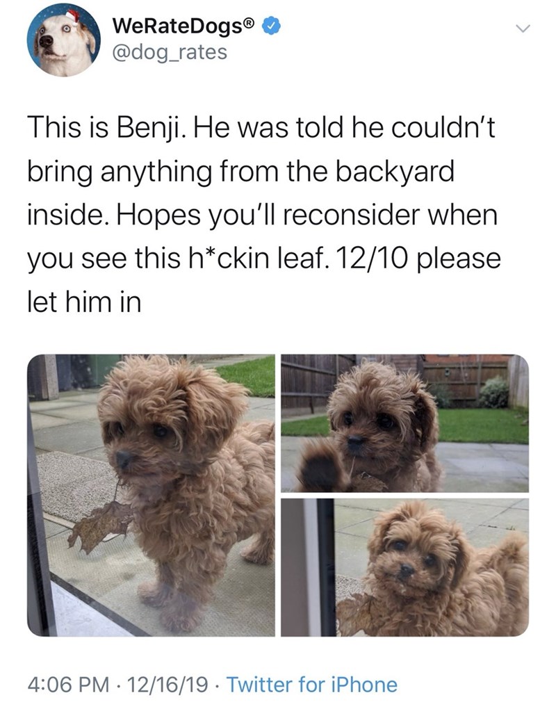 WeRateDogsⓇ @dog_rates This is Benji. He was told he couldn't bring anything from the backyard inside. Hopes you'll reconsider when you see this h*ckin leaf. 12/10 please let him in 4:06 PM 12/16/19 Twitter for iPhone