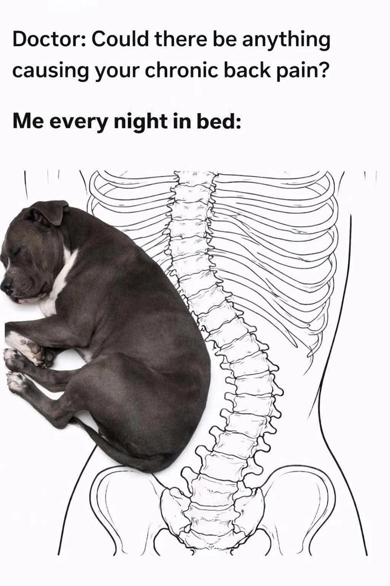 Doctor: Could there be anything causing your chronic back pain? Me every night in bed: