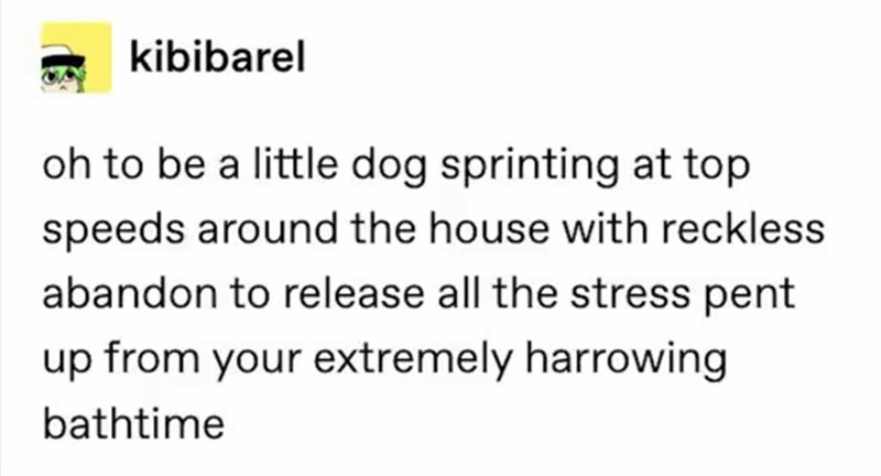 kibibarel oh to be a little dog sprinting at top speeds around the house with reckless abandon to release all the stress pent up from your extremely harrowing bathtime