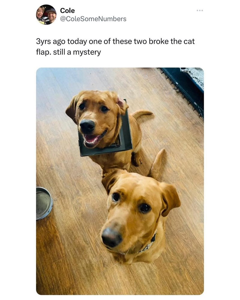 Cole @ColeSomeNumbers 3yrs ago today one of these two broke the cat flap. still a mystery