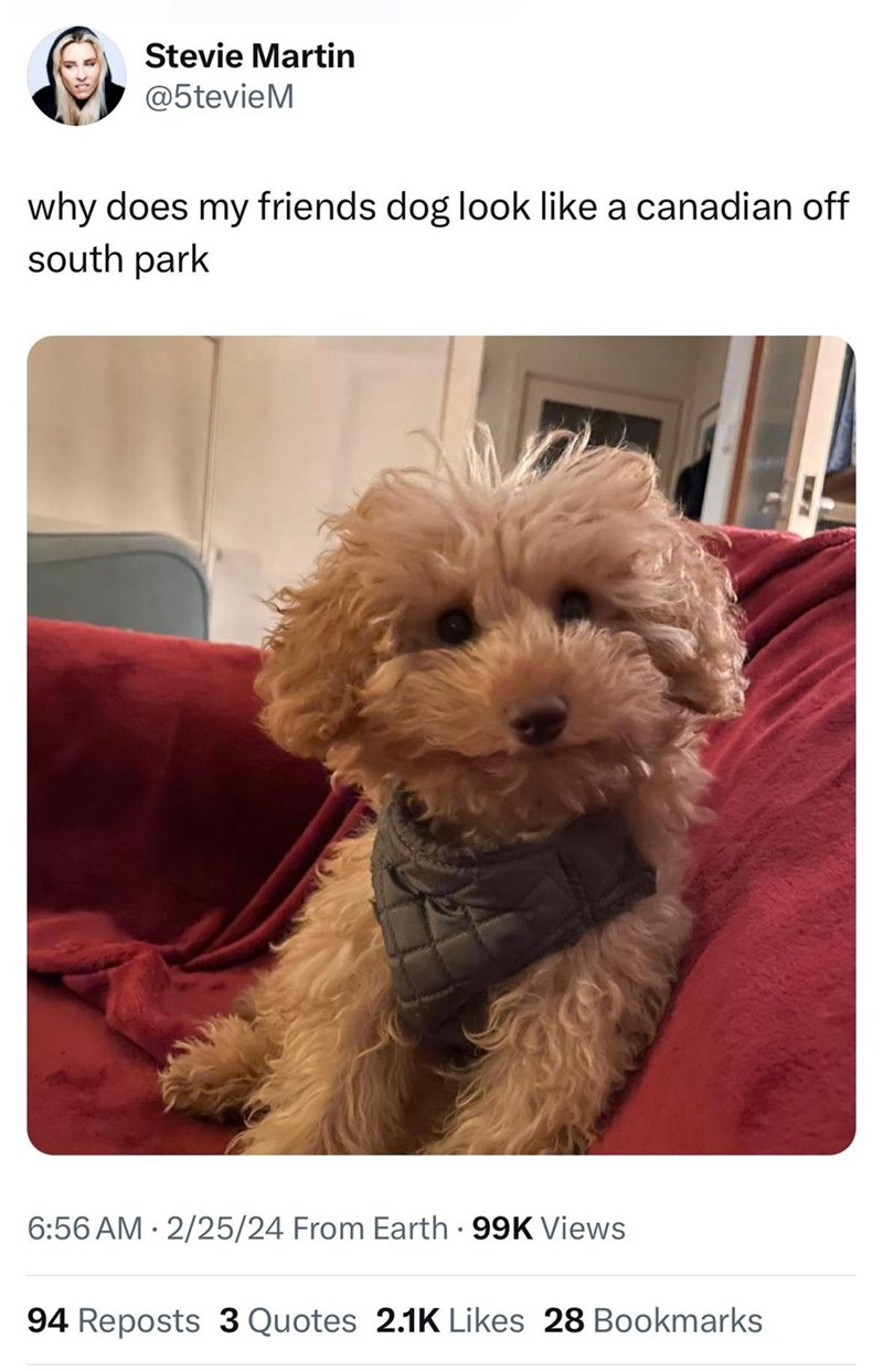 Stevie Martin @5tevieM why does my friends dog look like a canadian off south park 6:56 AM 2/25/24 From Earth 99K Views 94 Reposts 3 Quotes 2.1K Likes 28 Bookmarks