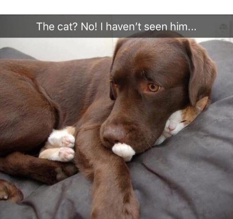 The cat? No! I haven't seen him...