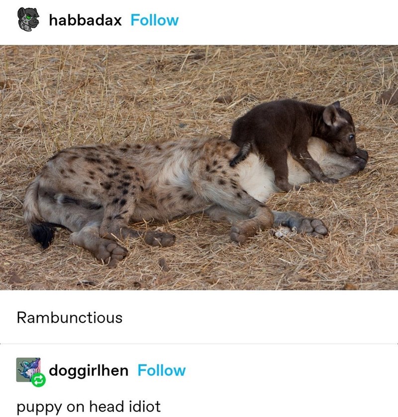 habbadax Follow Rambunctious doggirlhen Follow puppy on head idiot